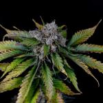 booberry-cookies-rbx-fem-ethos-genetics.jpg
