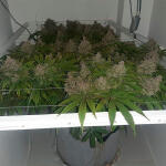 glue-sherbert-fem-alphafem-seeds.jpg