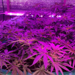 gorilla-glue-4-fem-anesia-seeds.jpg