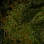 ice-female-seeds.JPG