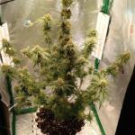 miracle-alien-cookies-mac-fem-7ch-american.jpg