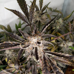 papaya-zoap-auto-fem-sweet-seeds.jpg