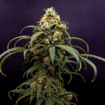 papaya-zoap-f1-fast-version-fem-sweet-seeds.jpg