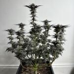purple-punch-fem-barneys-farm.jpg