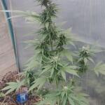 ultimate-bubba-auto-fem-Semyanich.jpg