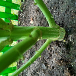 ak-47-serious-seeds.jpg