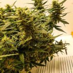 alpha-21-fem-alphafem-seeds.jpg