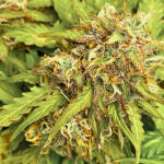 gelato-auto-fem-fastbuds.jpg