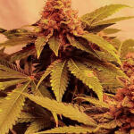 glue-sherbert-fem-alphafem-seeds.jpg