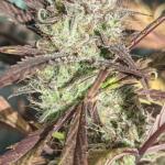 guava-auto-fem-fastbuds.jpg