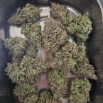 lemon-cherry-gelato-auto-r3-fem-ethos-genetics.jpg