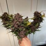 lsd25-auto-fem-fastbuds.jpg