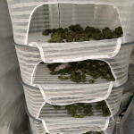 strawberry-cheesecake-auto-fem-humboldt-seed-company.jpg