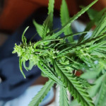 sweet-cheese-auto-sweet-seeds.jpg