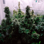 sweet-zenzation-xl-auto-fem-sweet-seeds.jpg