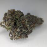 10th-planet-r1-fem-ethos-genetics.jpg