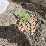 ak-77v-fem-victory-seeds.jpg
