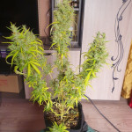 auto-parmesan-auto-cheese-fem-victory-seeds.jpg
