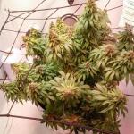 cream-caramel-cbd-fem-sweet-seeds.jpg