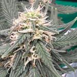 keepers-og-autoflower-fem-seedkeepers.jpeg