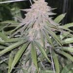 punchberry-cookies-rbx-fem-ethos-genetics.jpg