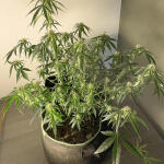 runtz-auto-fem-barneys-farm.jpg