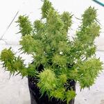 watermelon-zkittlez-auto-fem-barneys-farm.jpg