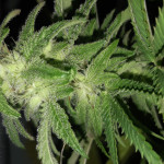 alpujarrena-pyramid-seeds.jpg