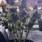 booberry-cookies-rbx-fem-ethos-genetics.jpg
