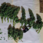crystal-ww-autoflower-fem-easy-grow-seeds.jpg