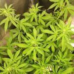 gelato-auto-fem-fastbuds.jpg