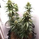 gorilla-auto-fem-Semyanich.jpg