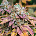 humboldt-pound-cake-fem-humboldt-seed-company.jpg