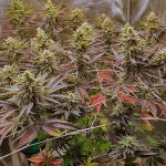planet-of-the-grapes-rbx-fem-ethos-genetics.jpg