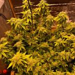 super-lemon-haze-fem-Semyanich.jpg