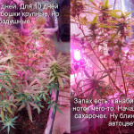 arjans-haze-3-fem-ghs.jpg