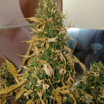 auto-northern-lights-00-seeds.jpg