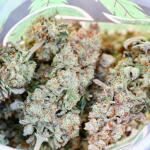 crescendo-rbx1-fem-ethos-genetics.jpg