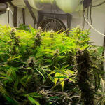 critical-kush-auto-critical-rapido-auto-fem-barneys-farm.jpg