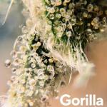 gorilla-auto-fem-Semyanich.jpg