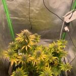 lemon-cherry-cookies-auto-fem-fastbuds.jpg