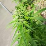lsd-auto-fem-barneys-farm.jpg