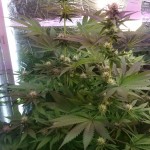 mazar-extra-bulk-seed-bank.JPG