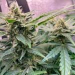 runtz-auto-fem-barneys-farm.jpg