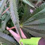Sekator-trimmer-7ch.jpg