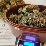 cream-caramel-cbd-fem-sweet-seeds.jpg