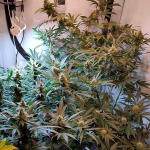 gelato-fem-blimburn-seeds.jpg