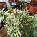 grandmommy-purple-auto-fem-herbies-seeds.jpg