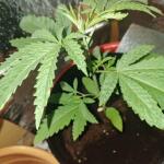 grandmommy-purple-fem-herbies-seeds.jpg