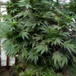 hashberry-regular-mandala-seeds.jpg